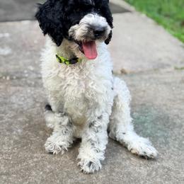 Barley - Parti male Goldendoodle puppy in Macclenny, Florida from Baker County Goldendoodles