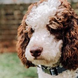 Goldendoodles and Poodles from Rolling Oak Doodles