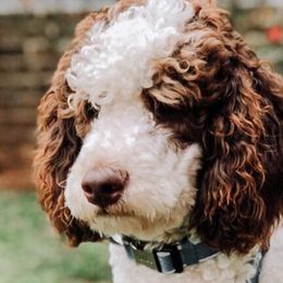 Goldendoodles and Poodles from Rolling Oak Doodles