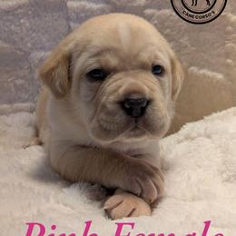 Pink - Fawn female Cane Corso puppy in Schell City, Missouri from Schell Osage Cane Corsos