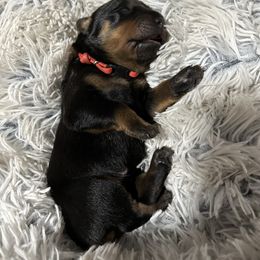 Rottweiler Puppies from Khaotic Rottweilers