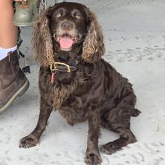 Wren - Boykin Spaniel
