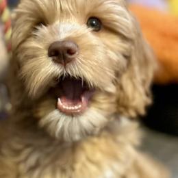 Australian Labradoodle puppies from Blue Line Doodles of Arizona