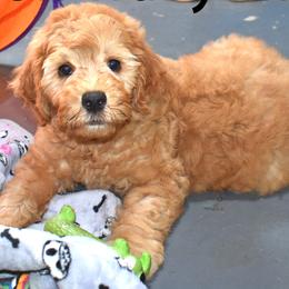 Hook - Apricot male Goldendoodle puppy in Jasper, Indiana from Hilltop Pups LLC