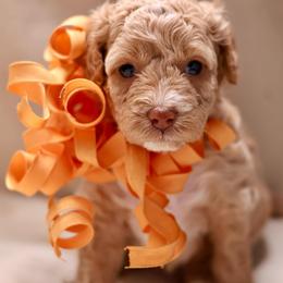 Amber - Apricot female Goldendoodle puppy in Forney, Texas from Diamond Doodle Pups and Poodles