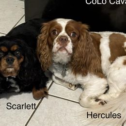 Hercules - Cavalier King Charles Spaniel