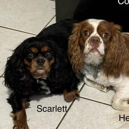 Hercules - Cavalier King Charles Spaniel