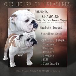 Ty - Bulldog