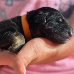 Orange - Black and red male German Shepherd puppy in Orrick, Missouri from Schultz's Premium German Shepherds