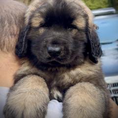 Leonberger Puppies from Tir na nOg Leonbergers