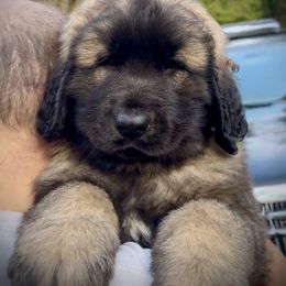 Leonberger Puppies from Tir na nOg Leonbergers