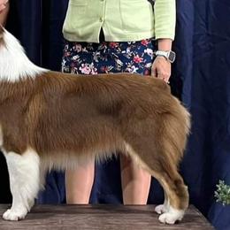 Australian Shepherds and Great Danes from Red Cloud Australian Shepherds and DeGray Great Danes & Bulldogs