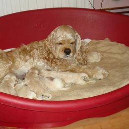 Cocker Spaniel Puppies from Belive in Dreams Cockers