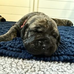 Red Collar - Brindle male Boerboel puppy in Manitowoc, Wisconsin from Mae Boerboel