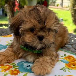 Mason - Red male Shih Tzu puppy in Hemet, California from Aloha Shih Tzu