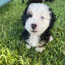 Cove - Tri-color female Bernedoodle puppy in Port Saint Lucie, Florida from Eastside Paws LLC