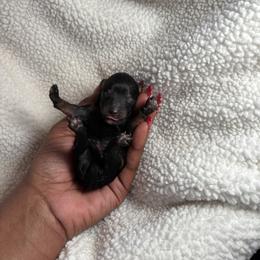 Majorie - Phantom female Poodle puppy in Knightdale, North Carolina from House of Paws Heritage Nursery
