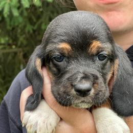 Female 1 - Black brown and white female Basset Hound puppy in Lindley, New York from Hill Top Basset Hounds & Cane Corso