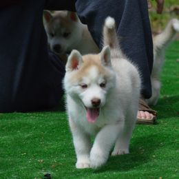 Shiba Inu and Siberian Husky Puppies from Mirage Siberians
