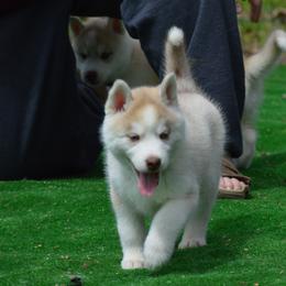 Shiba Inu and Siberian Husky Puppies from Mirage Siberians