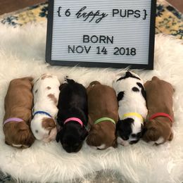 Cavalier King Charles Spaniel Puppies from Colorful Cavaliers