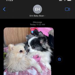 Pomeranian Puppies from Highlander Pomeranians