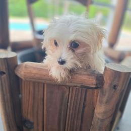 Puppy white - White male Morkie puppy in Loxahatchee, Florida from Cristy's Morkies