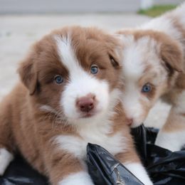 Australian Shepherd Puppies from Kiki's Aussies