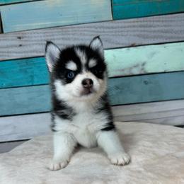 Conrad - Black and white male Pomsky puppy in Krum, Texas from Paw-Some Pomskies