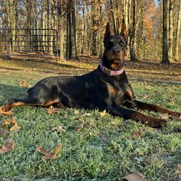 Violet - Doberman Pinscher