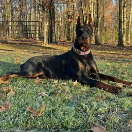 Violet - Doberman Pinscher