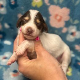 Bashful AKC - Piebald female Dachshund puppy in Oklahoma City, Oklahoma from Barrett’s Doxie Farm