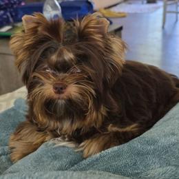 Tide - Yorkshire Terrier