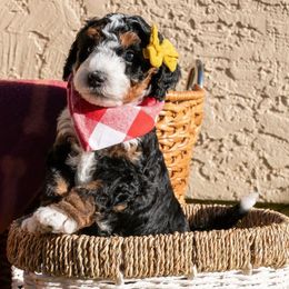 Angel - Tri-color Bernedoodle puppy in Yorba Linda, California from SoCal Doodles