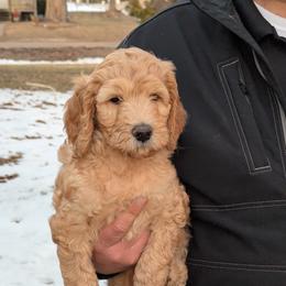 Junior - Apricot male Goldendoodle puppy in Vinton, Iowa from Doodles to Love