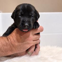 Hot pink collar female - Black female Labrador Retriever puppy in Imperial, Missouri from Kalkbrenner's Labrador Retrievers