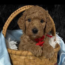 Red boy - Red  male Poodle puppy in Bowling Green, Kentucky from Ritzy Red Poodles