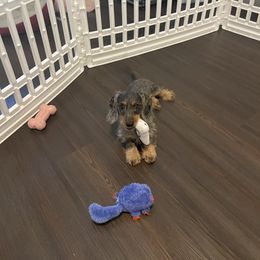 Boxer and Dachshund All Grown Up from Bella Familia Puppies