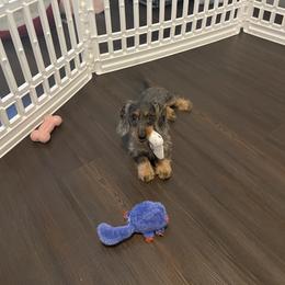 Boxer and Dachshund All Grown Up from Bella Familia Puppies