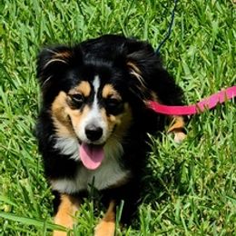 Australian Shepherds, Miniature Australian Shepherds, and Toy Australian Shepherds from Beulah Aussie Farms Texas