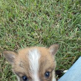 Midget 3 - White and red male Pembroke Welsh Corgi puppy in Jenkinsburg, Georgia from Red Elephant Farms