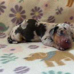 Girl 1 - Dapple female Dachshund puppy in Stilwell, Oklahoma from Orchard Dachshunds