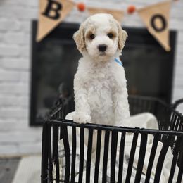 Blue - Cream male Labradoodle puppy in Payson, Utah from Utah County Labradoodles