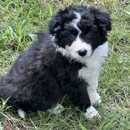 Jessie - Black and white female Border Collie puppy in Jonesboro, Arkansas from Hampton Border Collies