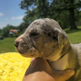 Marshmallow - Merle male Great Dane puppy in Granby, Missouri from F5