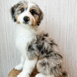 Edmund - Blue merle male Aussiedoodle puppy in Arlington, Washington from Doodle Love Laugh