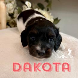 Dakota - AKC - Silky - Black and tan female Dachshund puppy in Kemp, Texas from Koli Acres