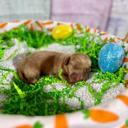 Lucky - Cream male Dachshund puppy in Westport, Kentucky from Lonestar Creek Farm