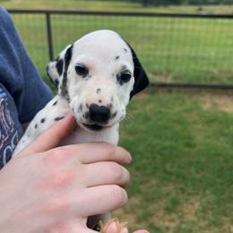 Snickers - White and black female Dalmatian puppy in Austin, Texas from Dazzling Dalz
