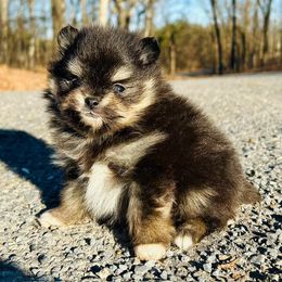 Gabanna - Black and tan female Pomeranian puppy in Buck Valley, Pennsylvania from Buck Valley Pomeranians